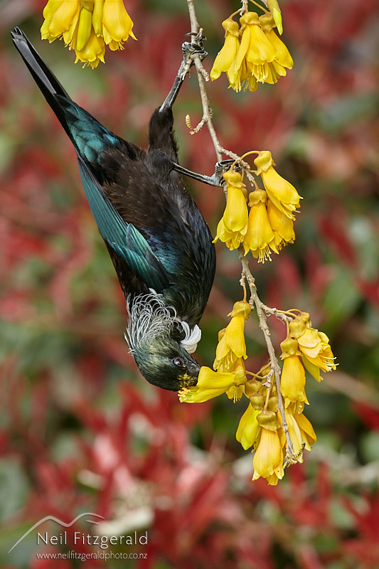 tui-on-kowhai-26483.jpg