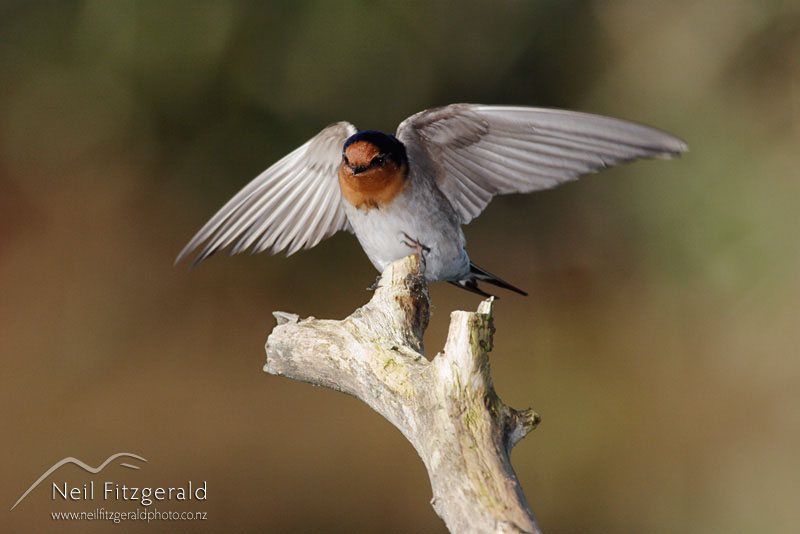 Hirundo-tahitica_0033.jpg