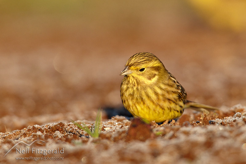 yellowhammer-26393.jpg