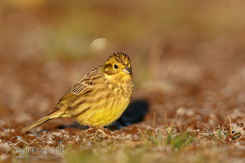 yellowhammer-26398.jpg