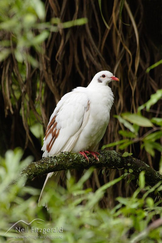 Hemiphaga-novaeseelandiae_0536.jpg