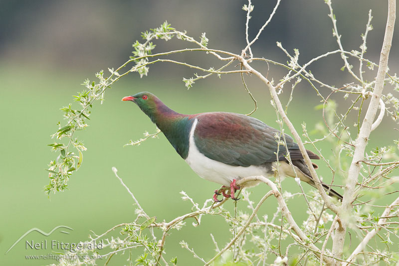 Hemiphaga-novaeseelandiae_9815.jpg