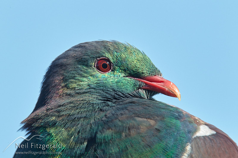 kereru-26248.jpg