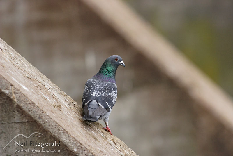 Columba-livia_0614.jpg