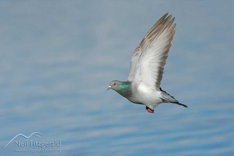 Columba-livia_4544.jpg