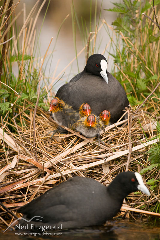 Fulica-atra_12489.jpg