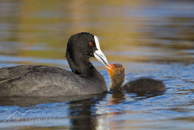 Fulica-atra_12497.jpg