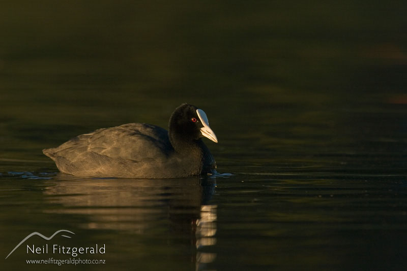 Fulica-atra_4636.jpg