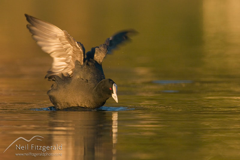 Fulica-atra_4639.jpg