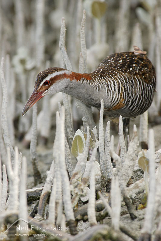 Rallus-philippensis_2929.jpg