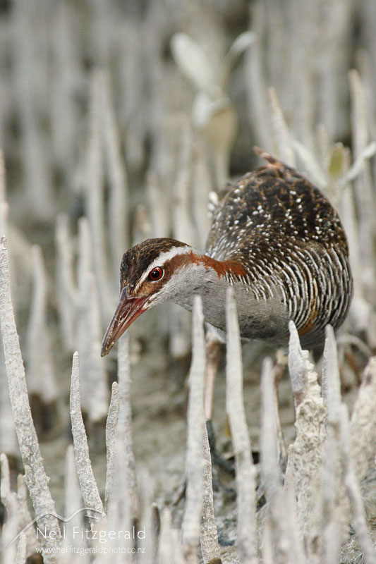 Rallus-philippensis_2934.jpg