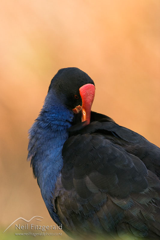 Porphyrio-porphyrio_7376.jpg