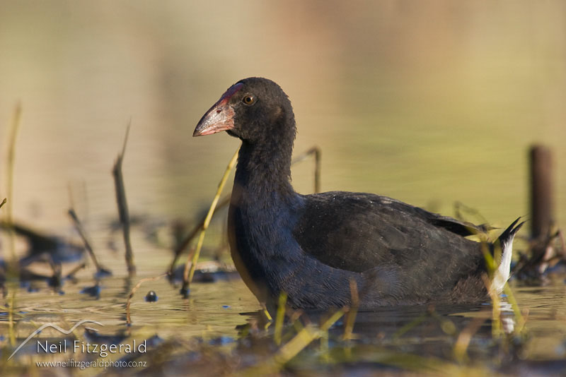 Porphyrio-porphyrio_7381.jpg