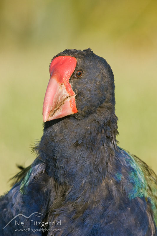 Porphyrio-hochstetteri_8252.jpg