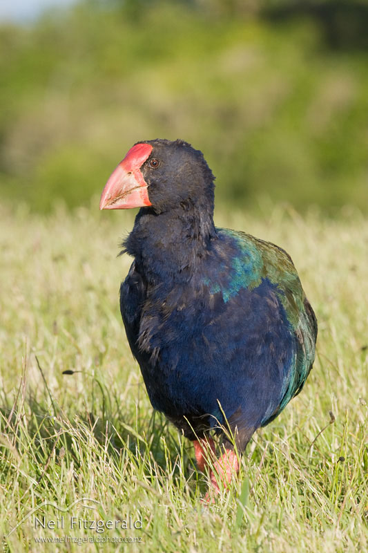 Porphyrio-hochstetteri_8255.jpg