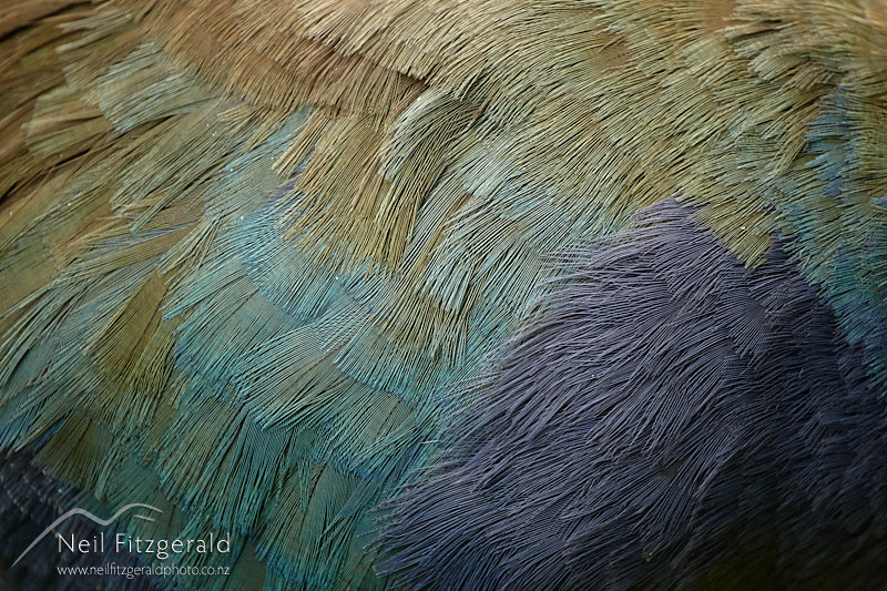 South-Island-takahe-26037.jpg