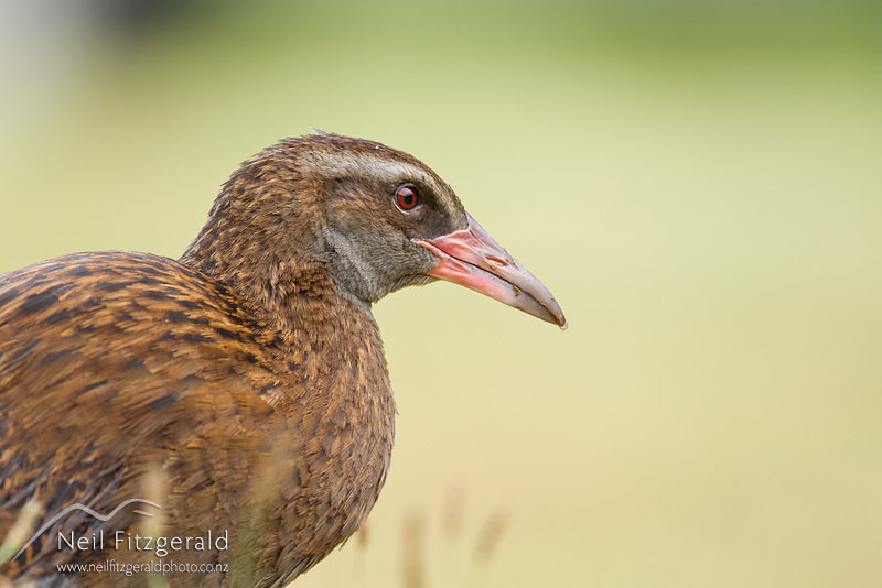 Gallirallus-australis_13057.jpg