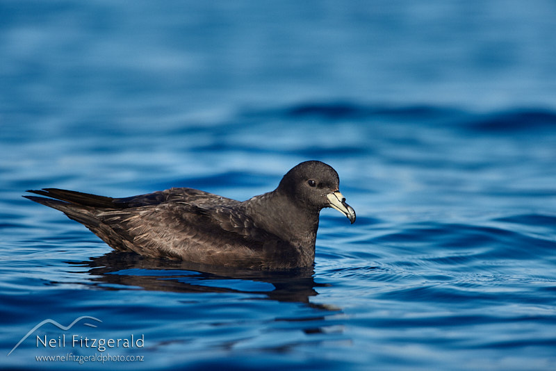 Black-petrel-25918.jpg