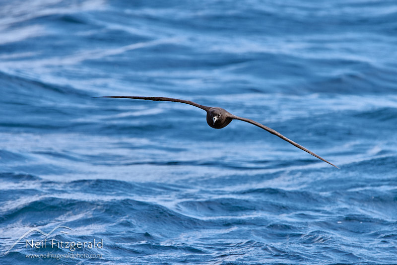 Black-petrel-25940.jpg