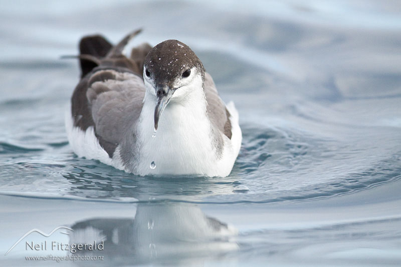 Puffinus-bulleri_12121.jpg