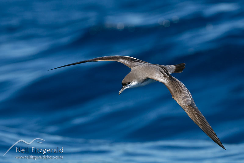 Puffinus-bulleri_14430.jpg
