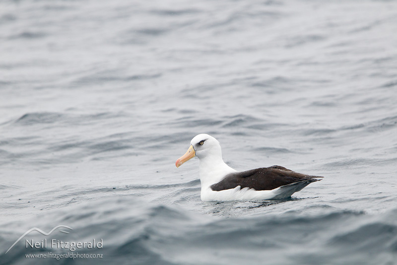 Thalassarche-impavida-24199.jpg