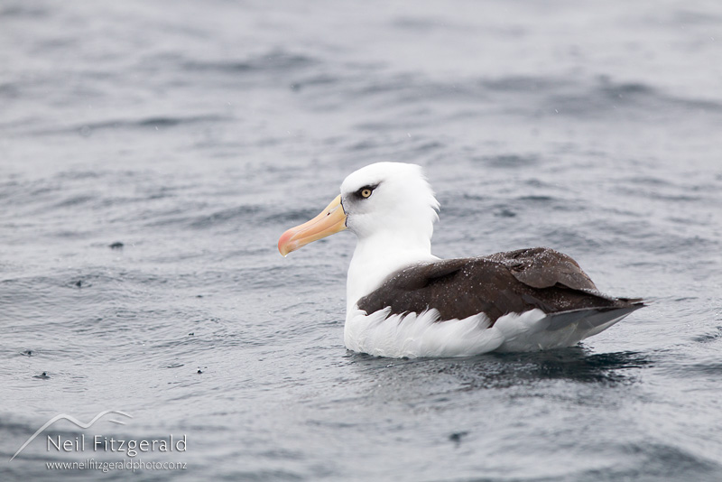 Thalassarche-impavida-24224.jpg
