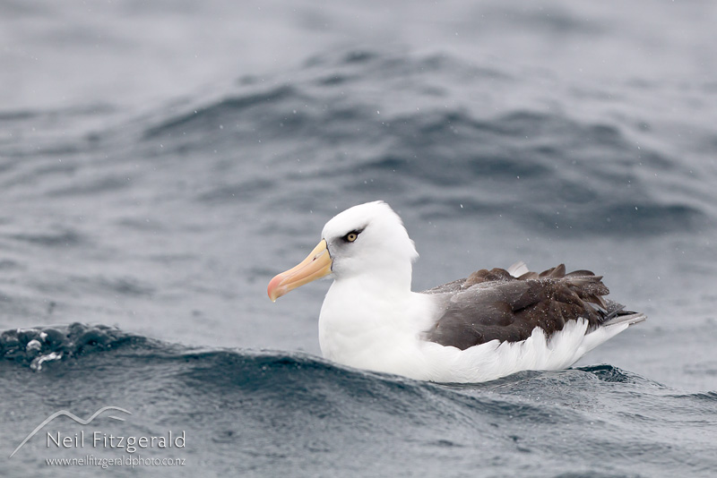 Thalassarche-impavida-24237.jpg