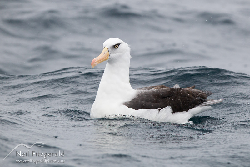 Thalassarche-impavida-24242.jpg