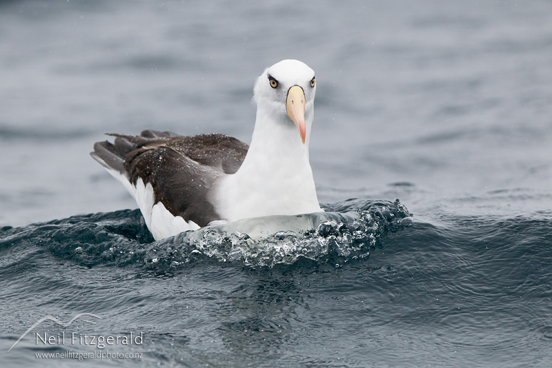 Thalassarche-impavida-24248.jpg