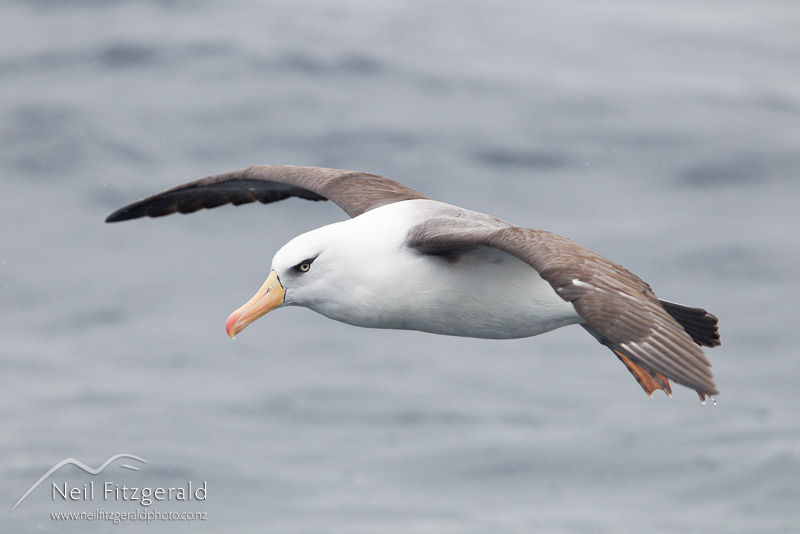 Thalassarche-impavida-24273.jpg