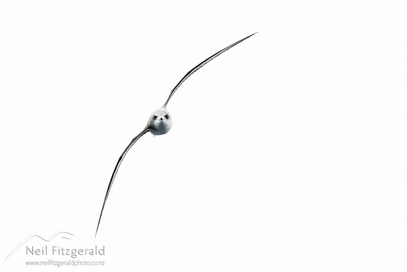 Pterodroma-cookii-16909.jpg