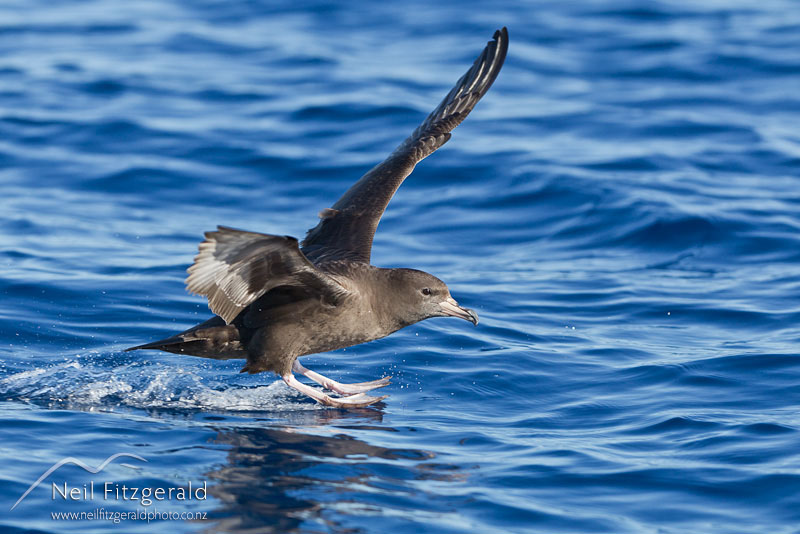 Puffinus-carneipes-17058.jpg