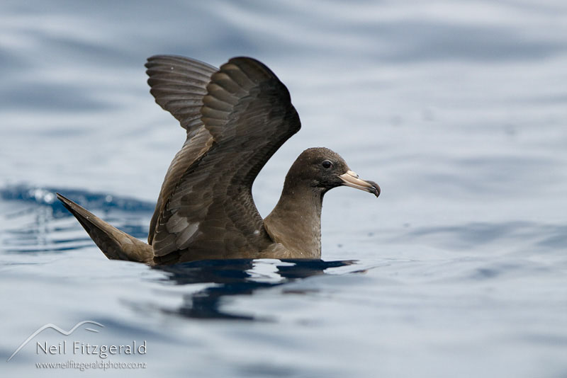 Puffinus-carneipes_10684.jpg