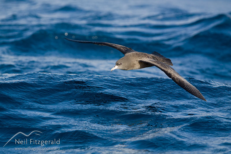 Puffinus-carneipes_12473.jpg