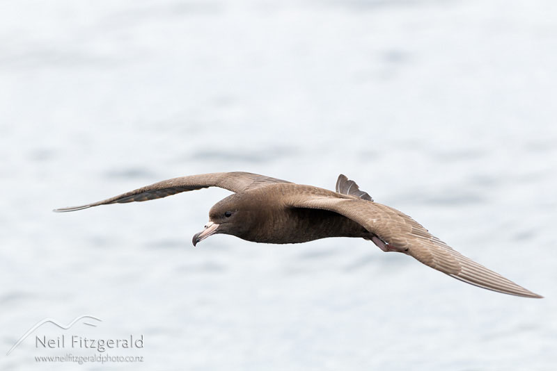 Puffinus-carneipes_14404.jpg
