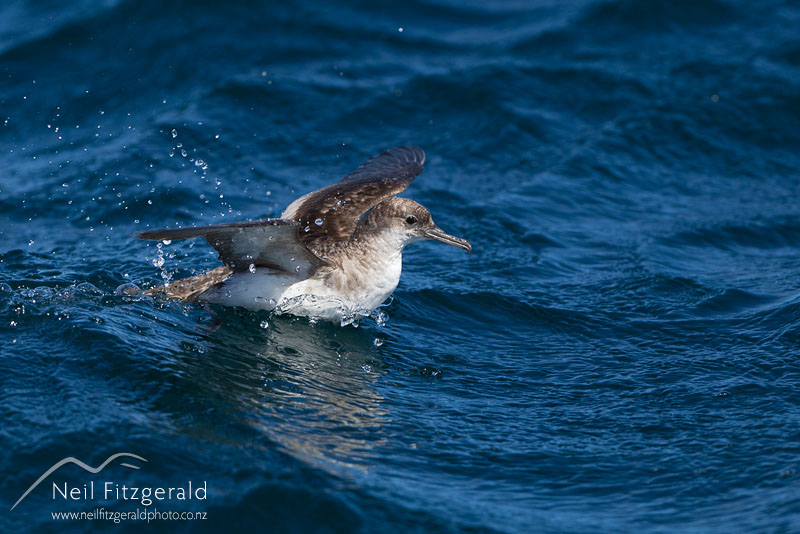 Puffinus-gavia-16957.jpg
