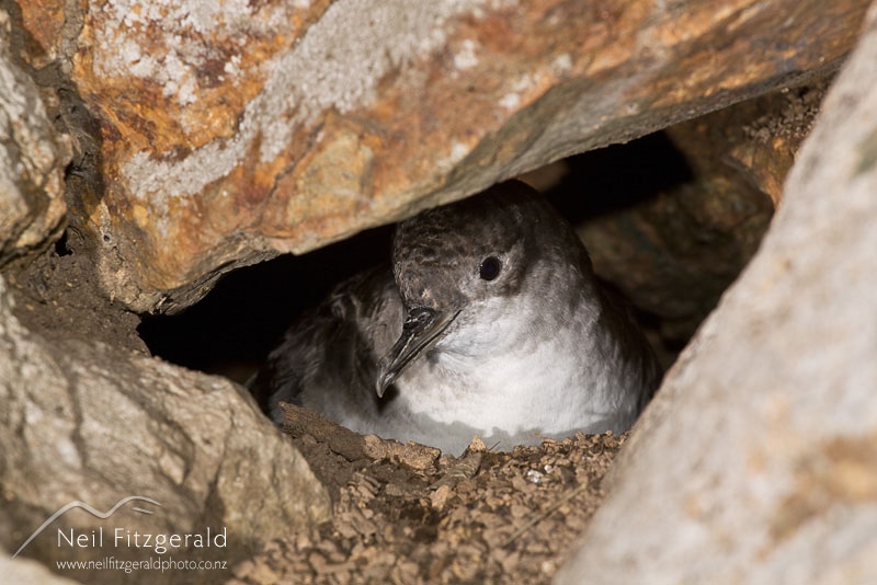 Puffinus-gavia_10374.jpg
