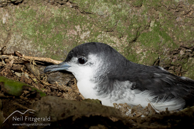 Puffinus-assimilis_13768.jpg