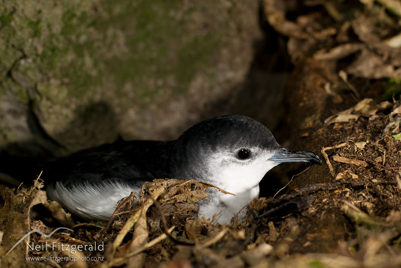 Puffinus-assimilis_13773.jpg