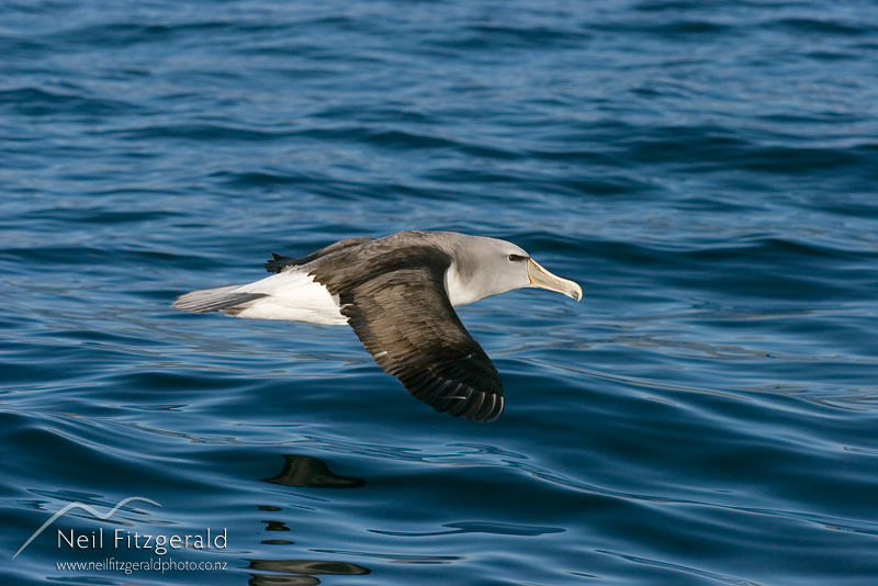 Thalassarche-salvini_5221.jpg