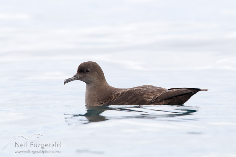 Puffinus-griseus-22766.jpg