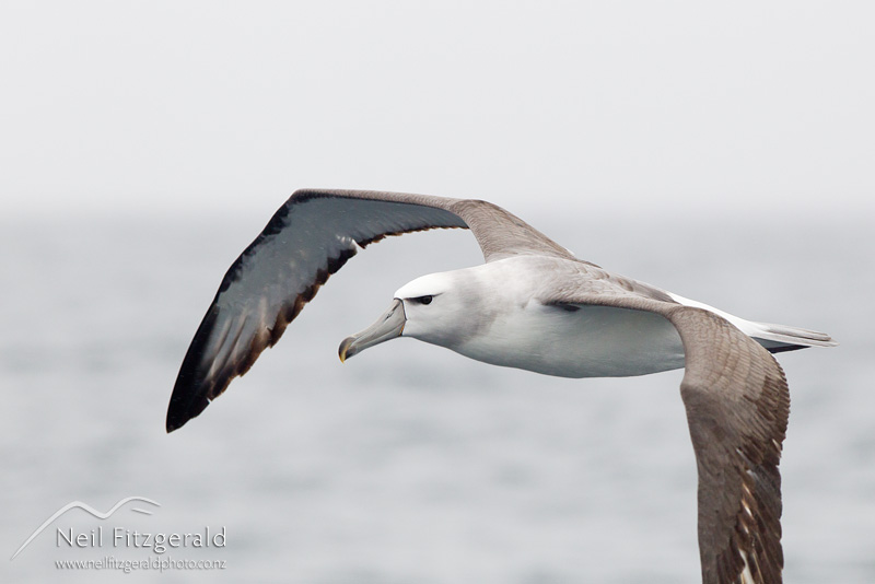 Thalassarche-cauta-24290.jpg