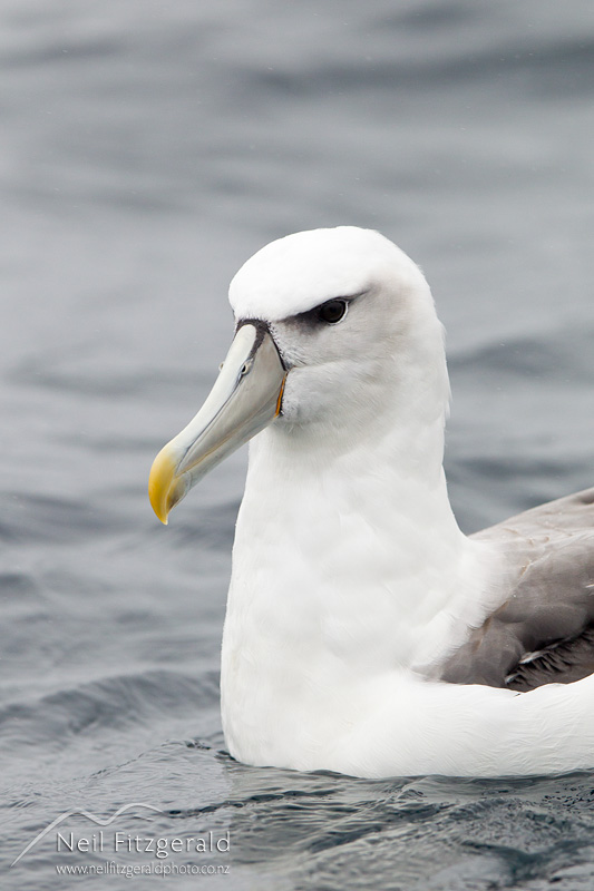 Thalassarche-cauta-24301.jpg