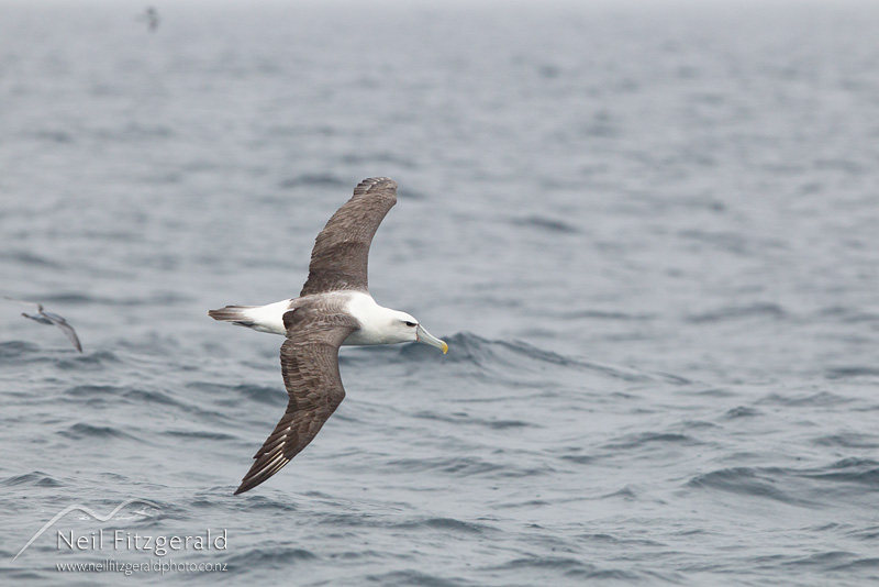 Thalassarche-cauta-24317.jpg