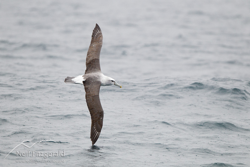 Thalassarche-cauta-24328.jpg