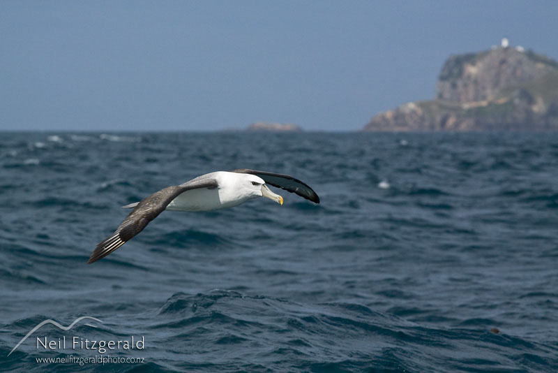 Thalassarche-steadi_12199.jpg
