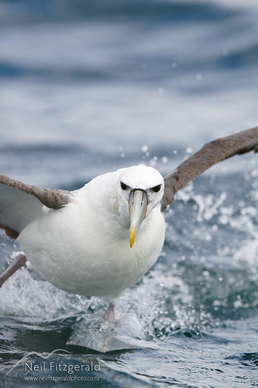 Thalassarche-steadi_12252.jpg