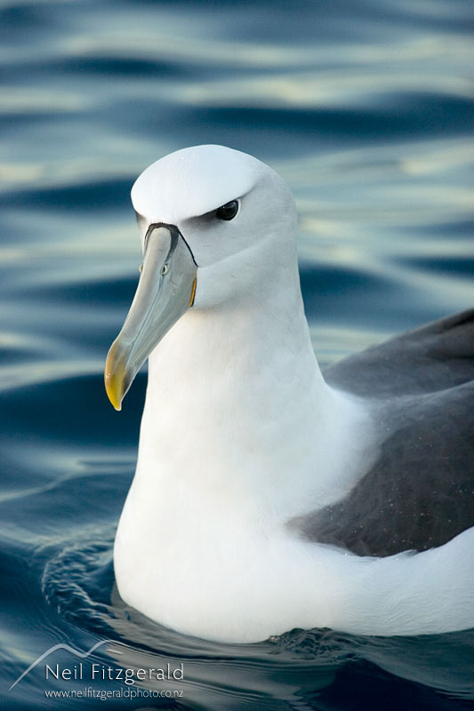 Thalassarche-steadi_5111.jpg