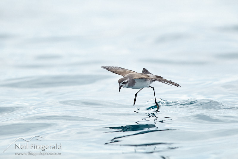 White-faced-storm-petrel-26570.jpg